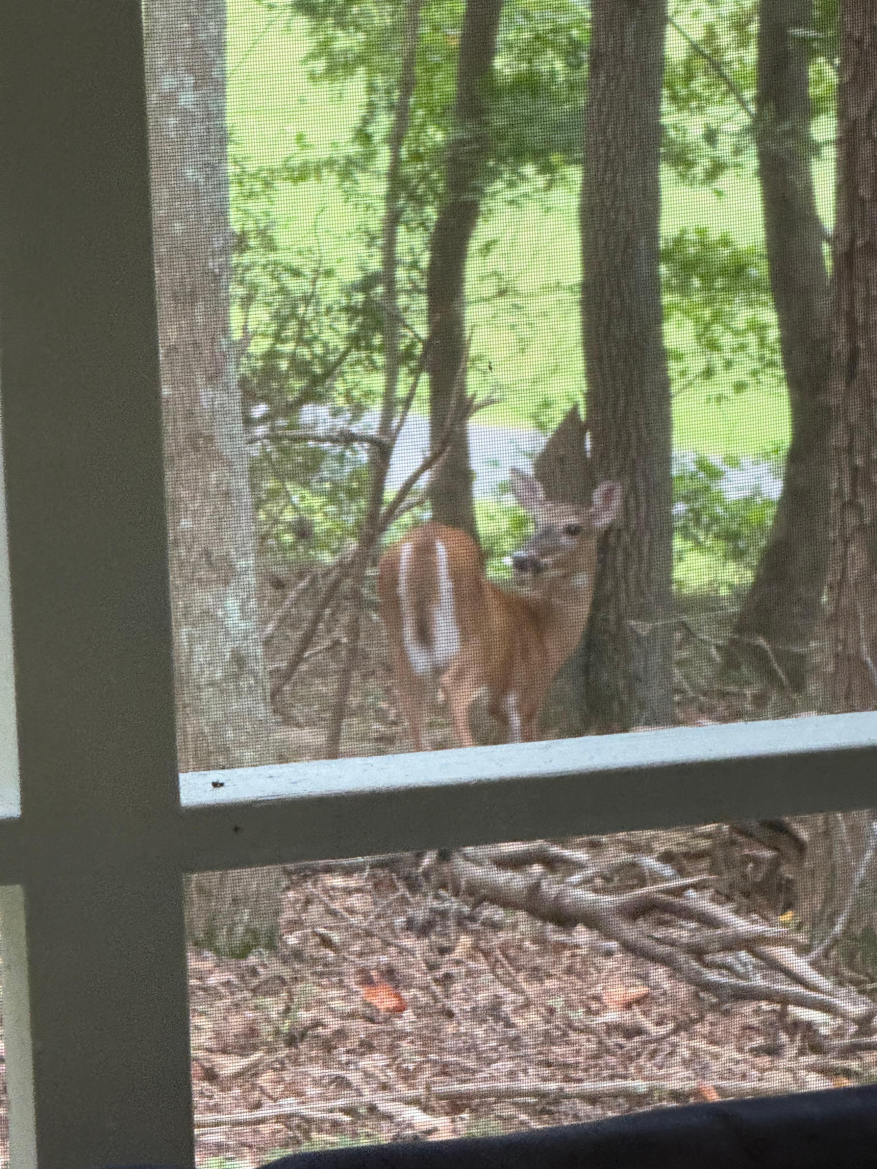 A friend checks in on us on the porch. 