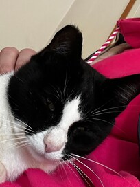 2 lieve poezen en deze een enorme knuffelbeer