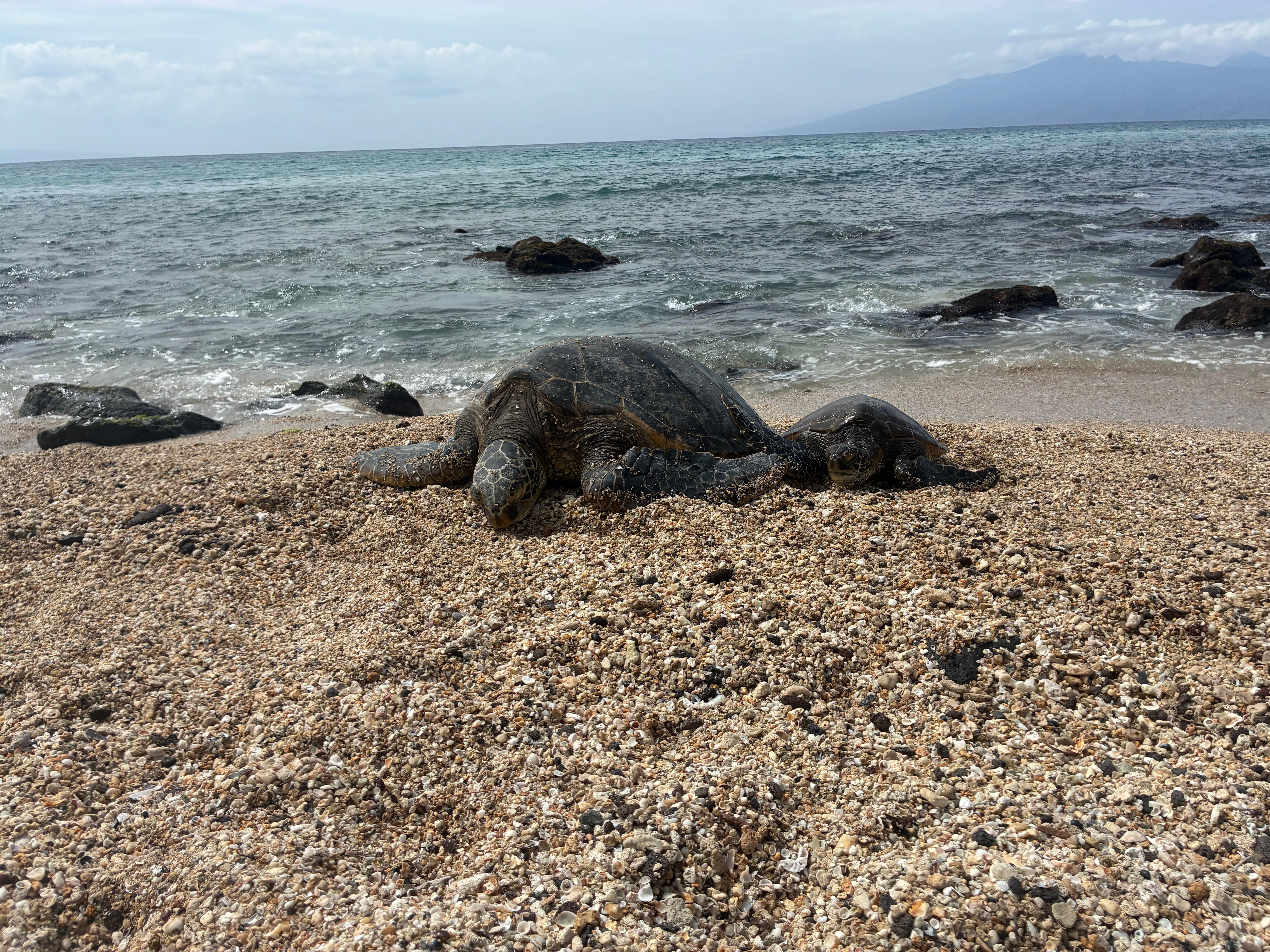 Snorkeled every day with my friends🐢🤿