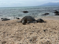 Snorkeled every day with my friends🐢🤿
