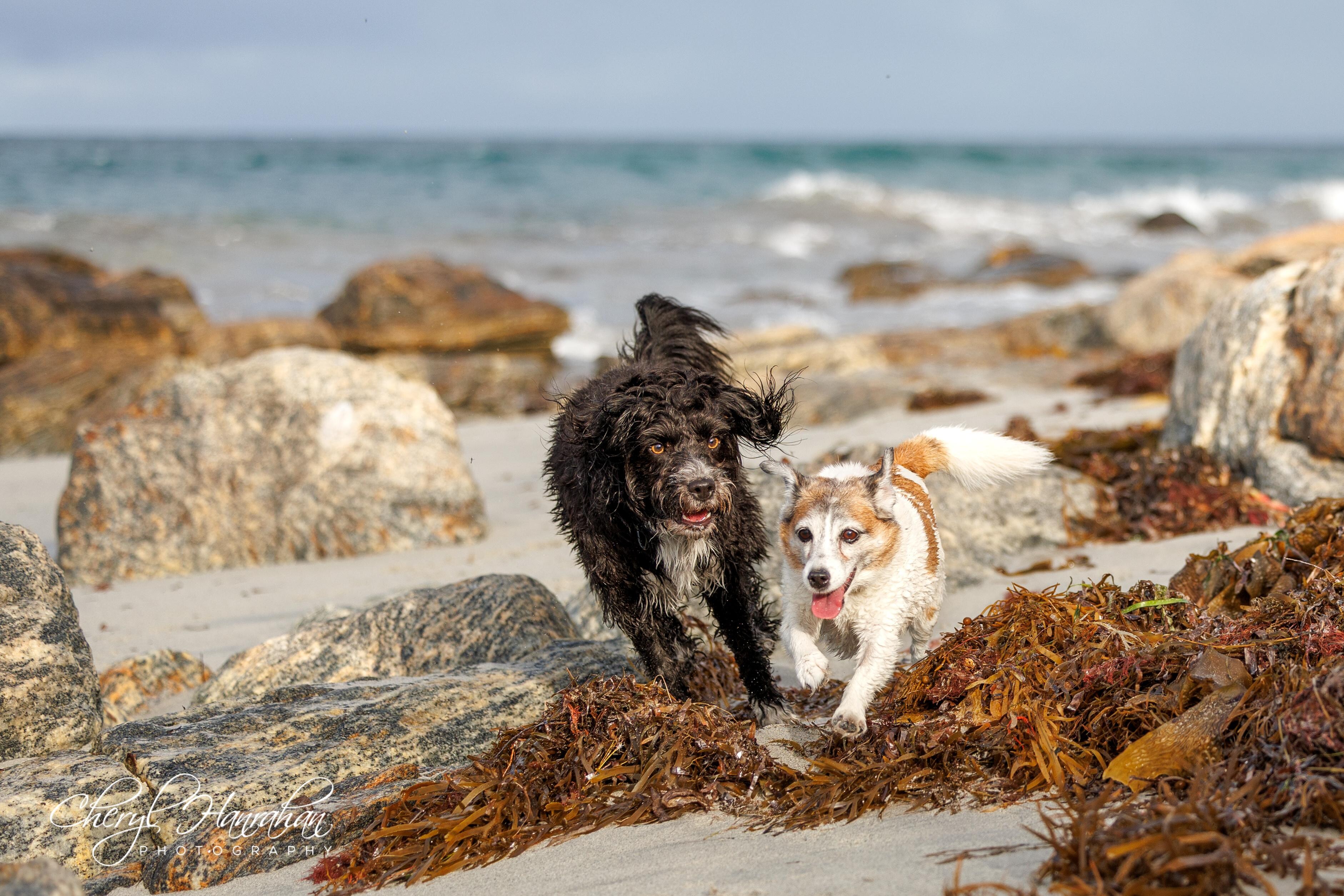 Dog Beach