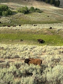 North Yellowstone