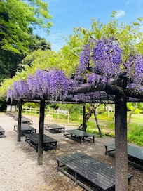 Westeria in Kashima