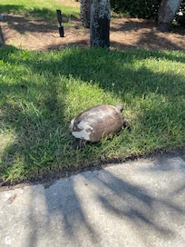 Gopher turtles in backyard