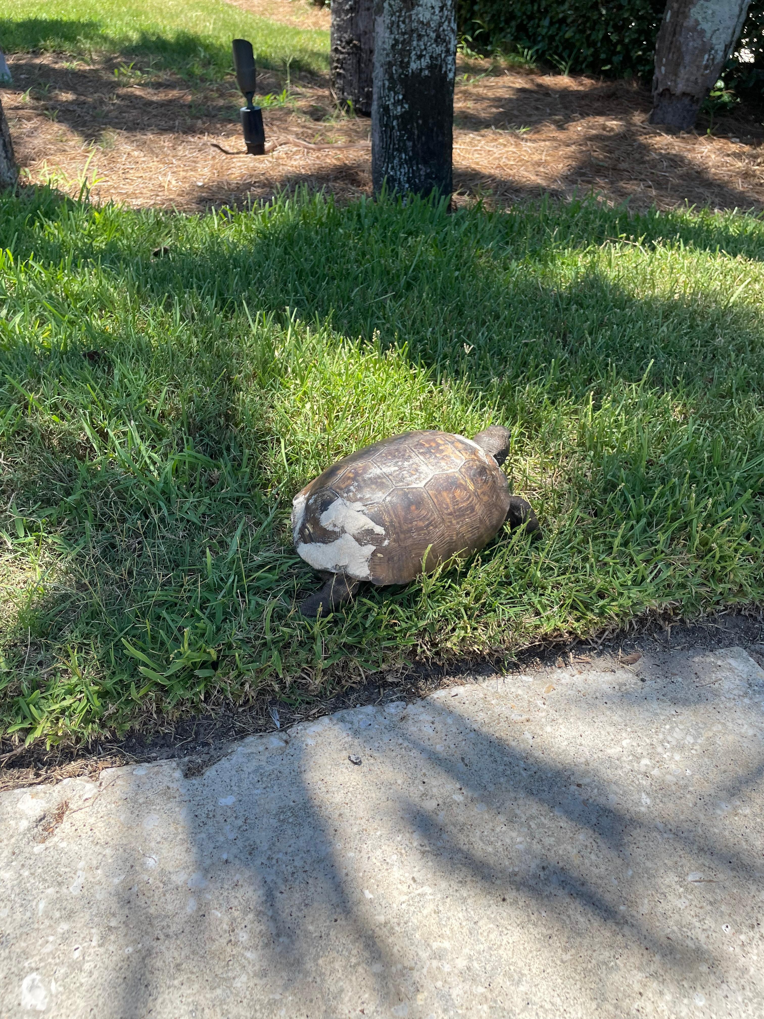 Gopher turtles in backyard 