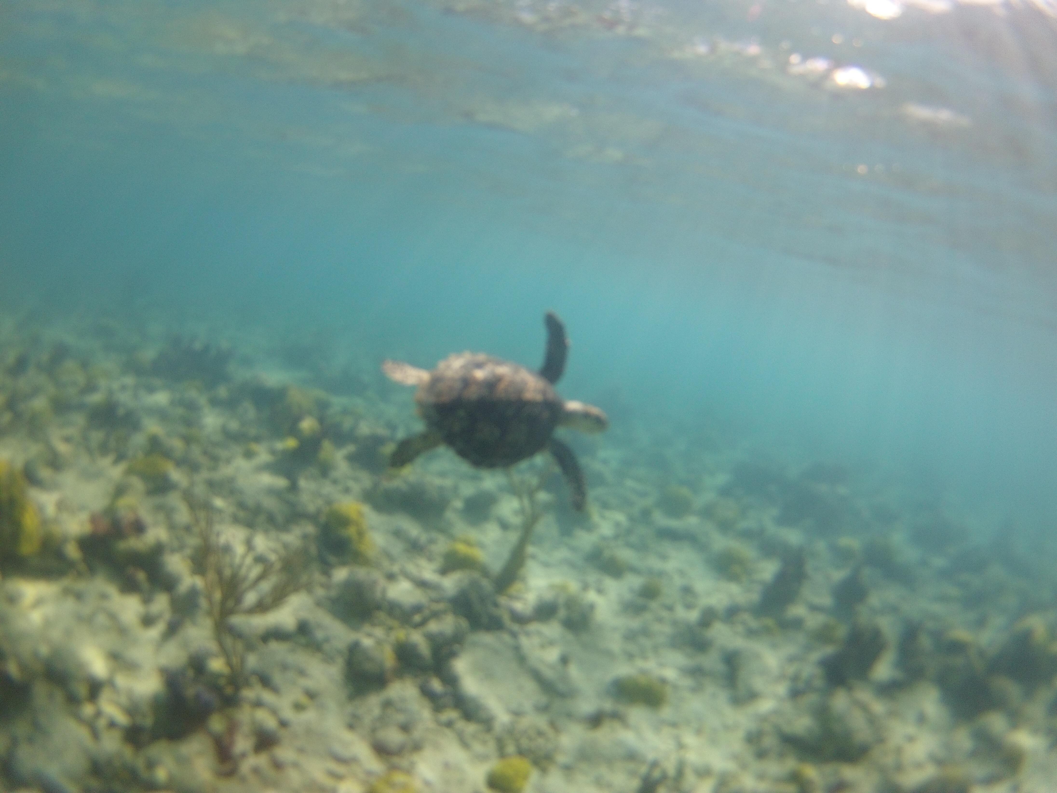 Sea Turtle over reef