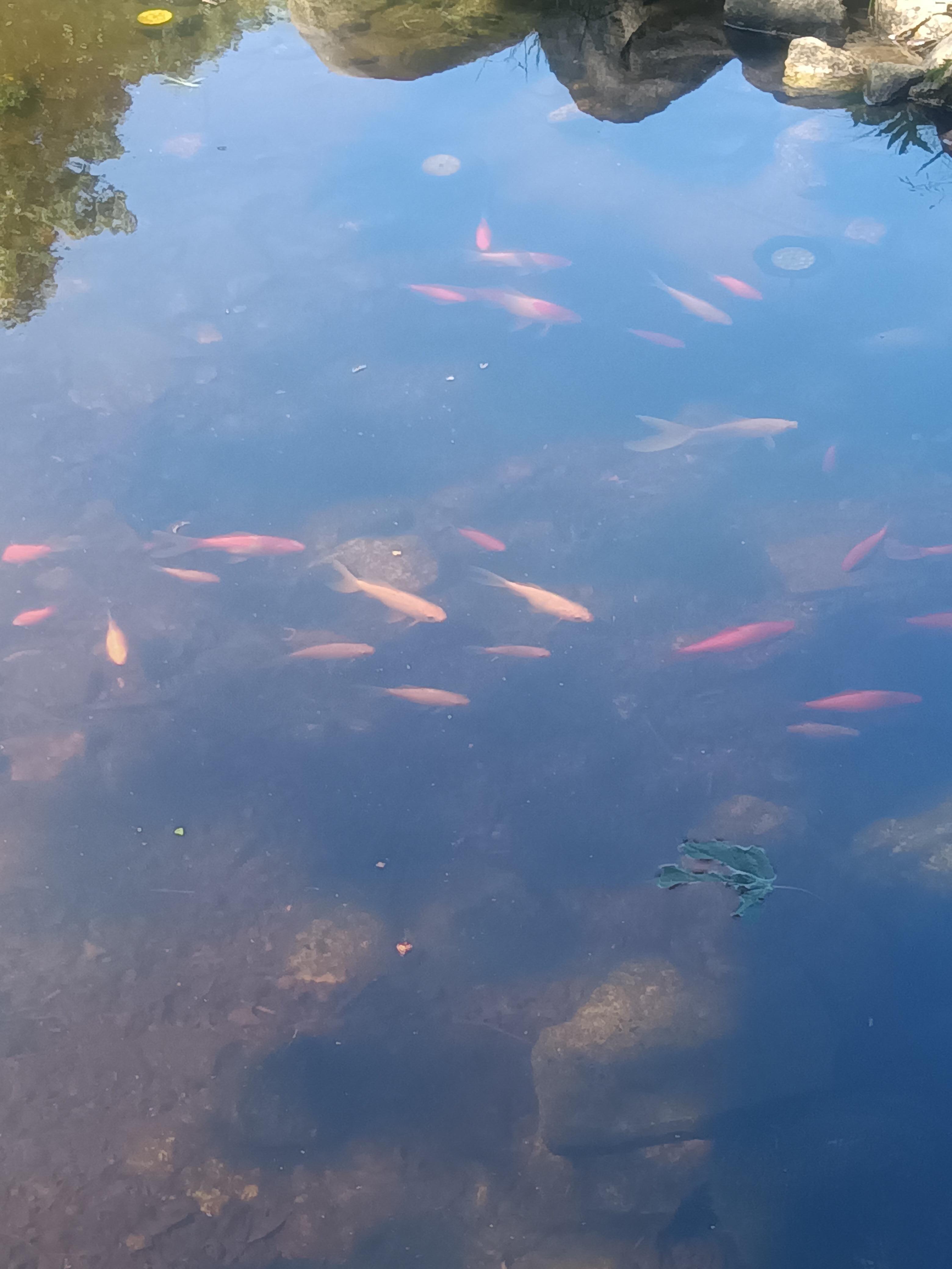 Coy pond