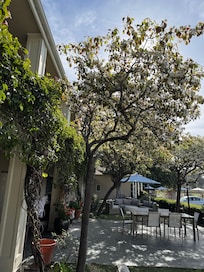 Jardim