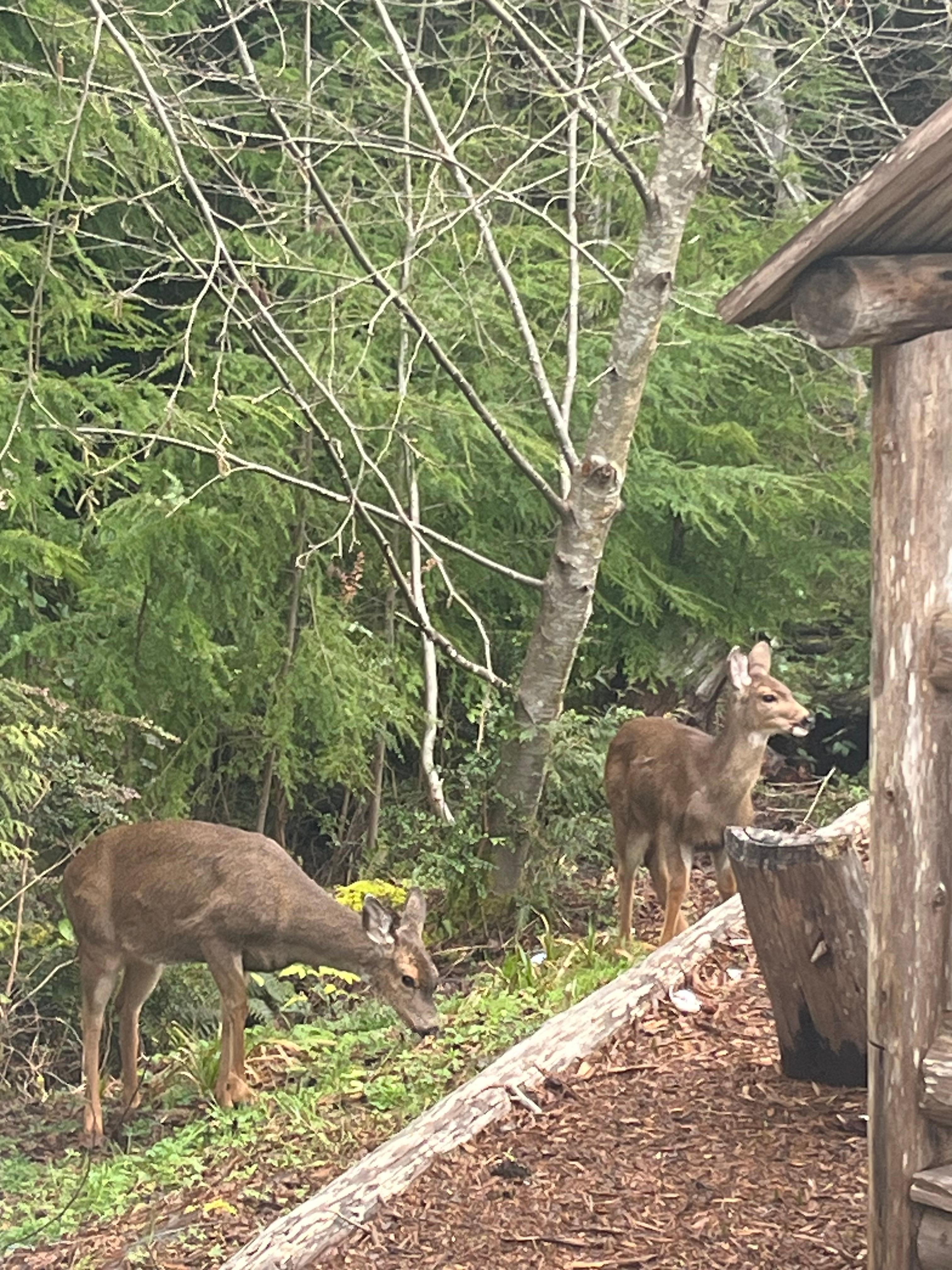 Morning visitors