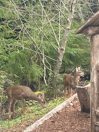 Morning visitors