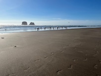 Lots of pelicans on the beach.