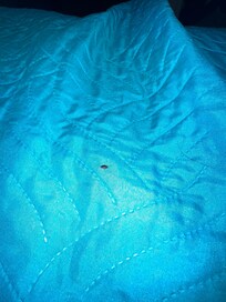 Bed bug