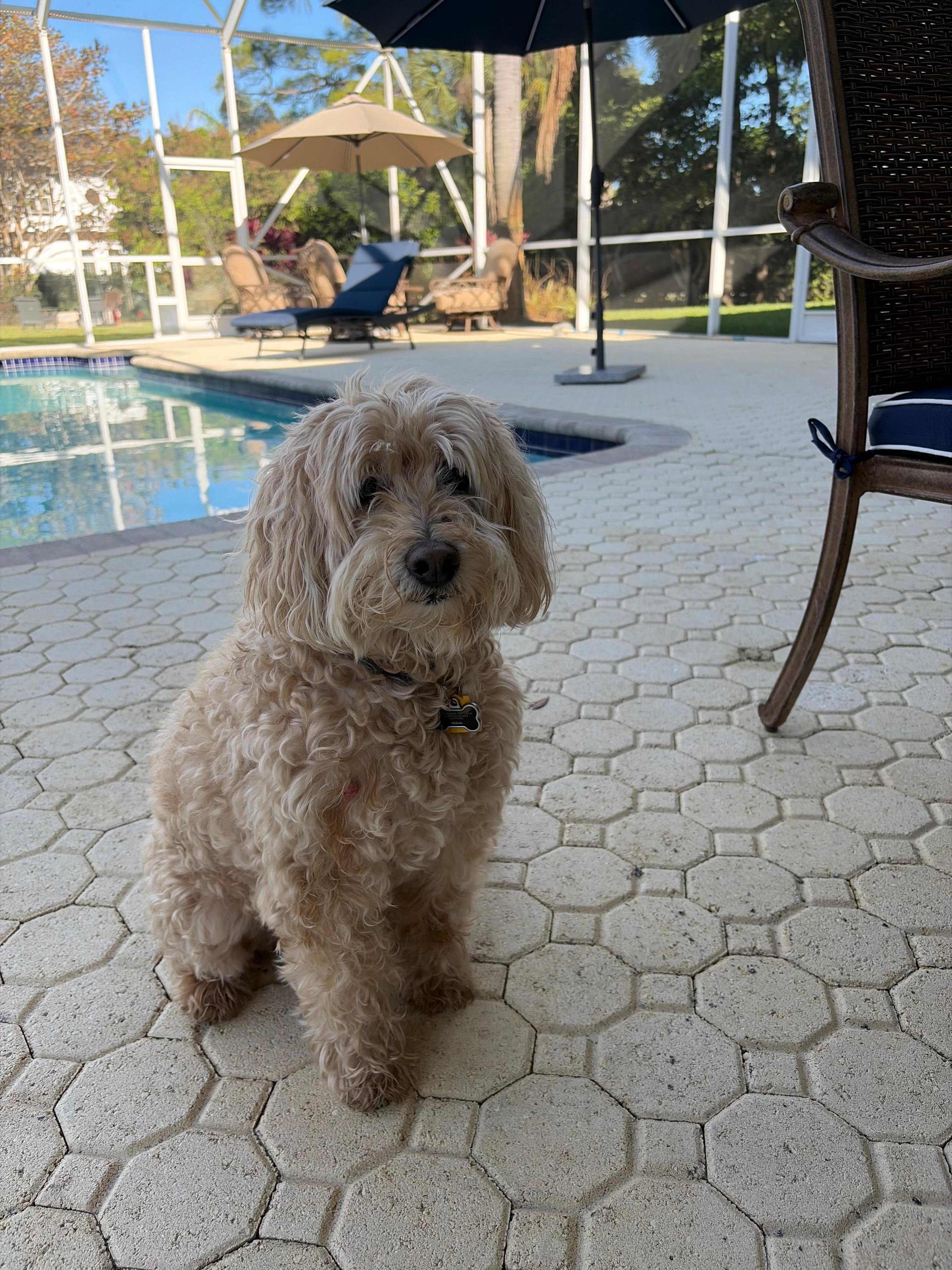 Dog friendly 