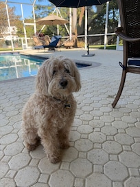 Dog friendly