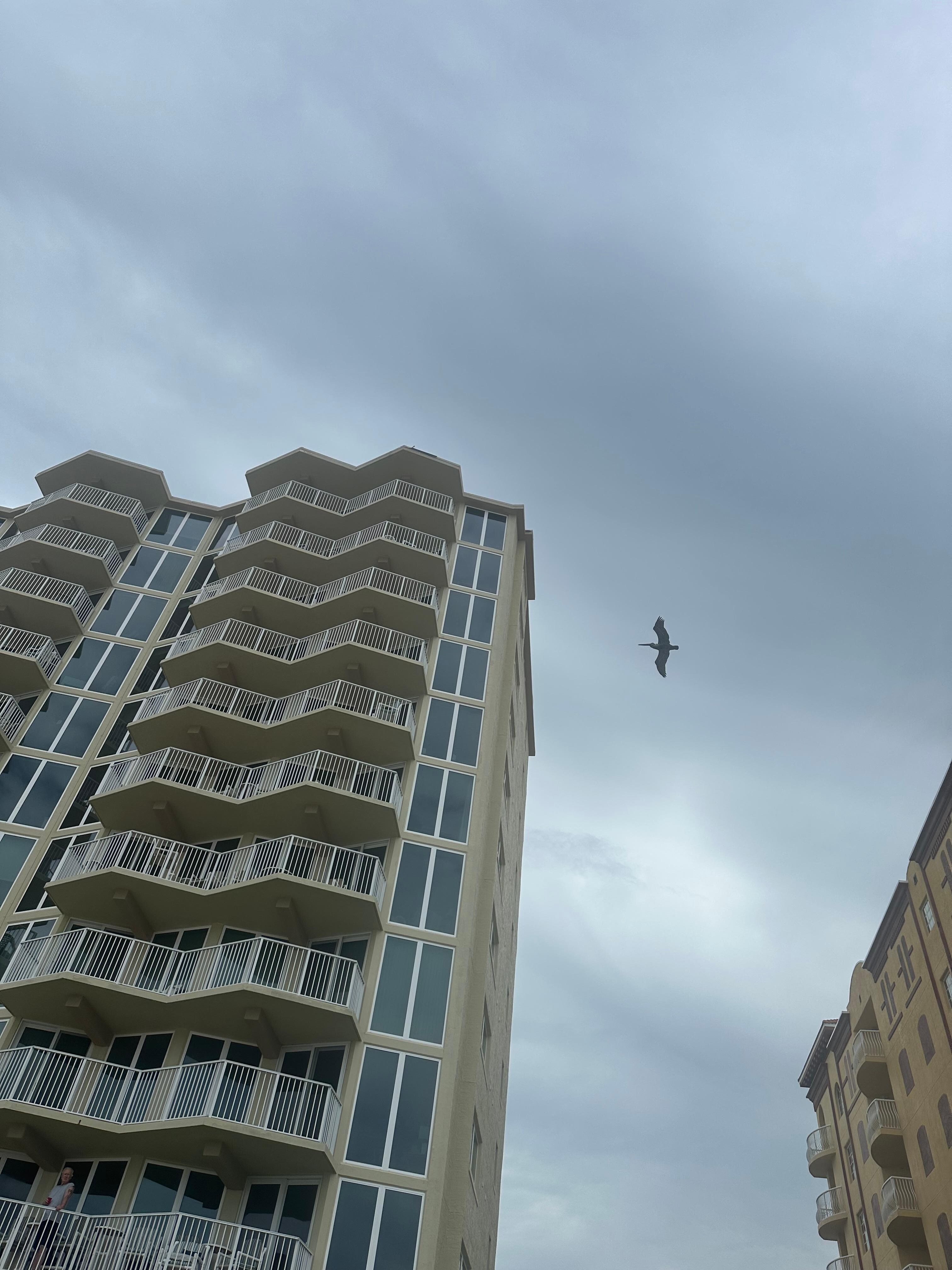 Love the pelicans flying by the balconies (corner unit 10th floor)