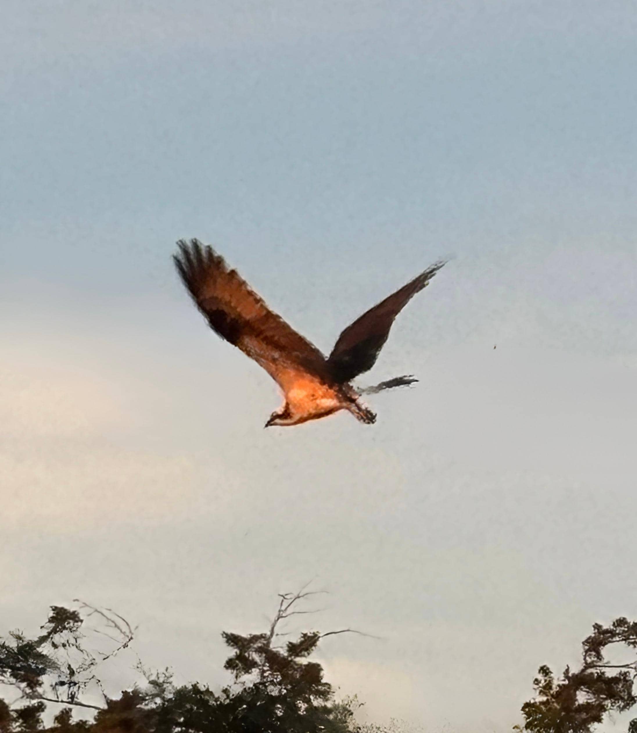 Osprey flying to get more fish for their chicks