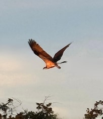 Osprey flying to get more fish for their chicks