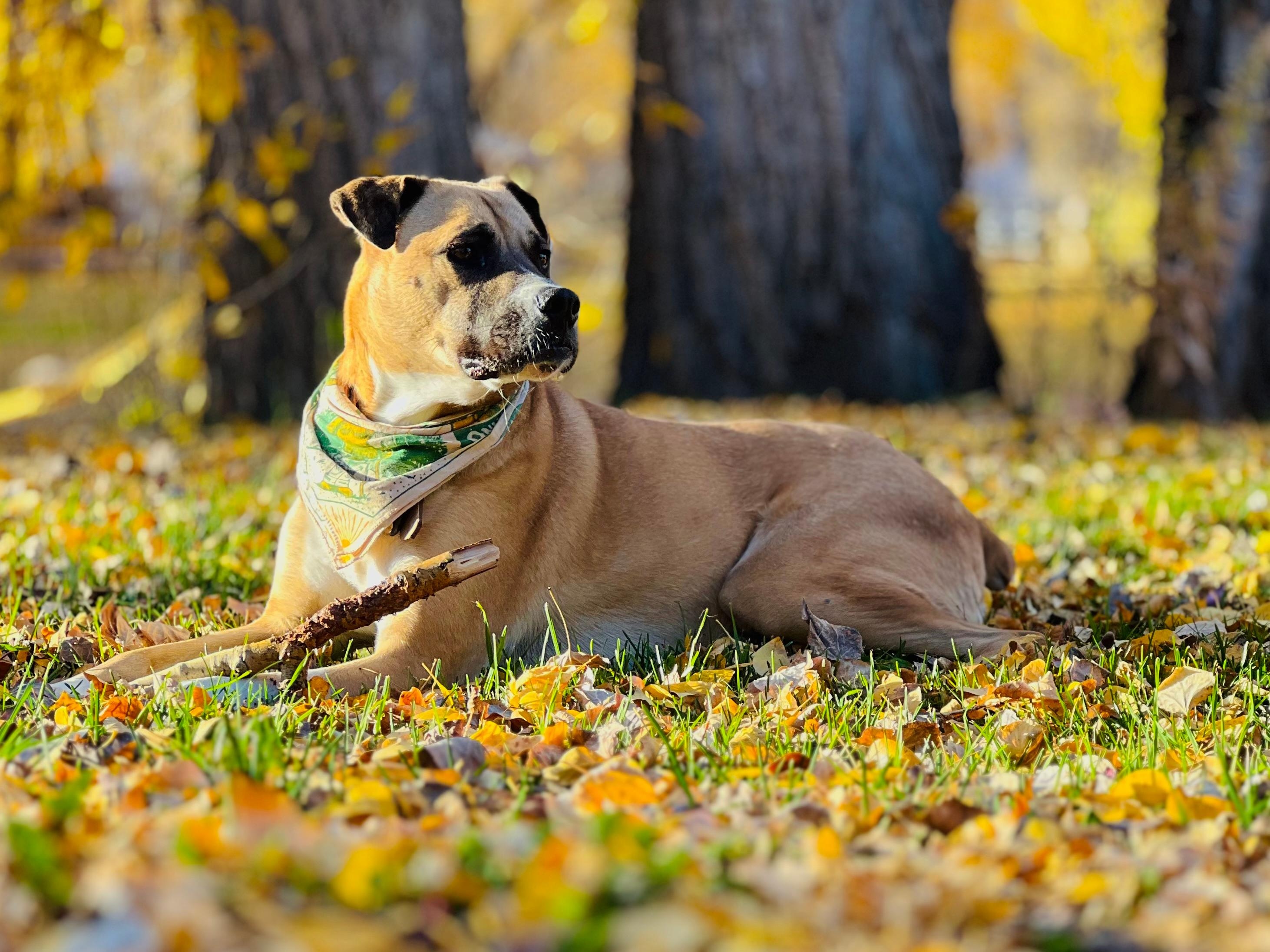 Our dog loving the front yard. 