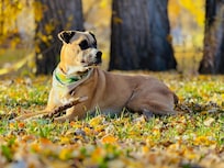 Our dog loving the front yard.