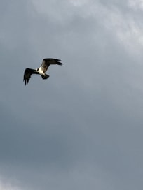 Osprey