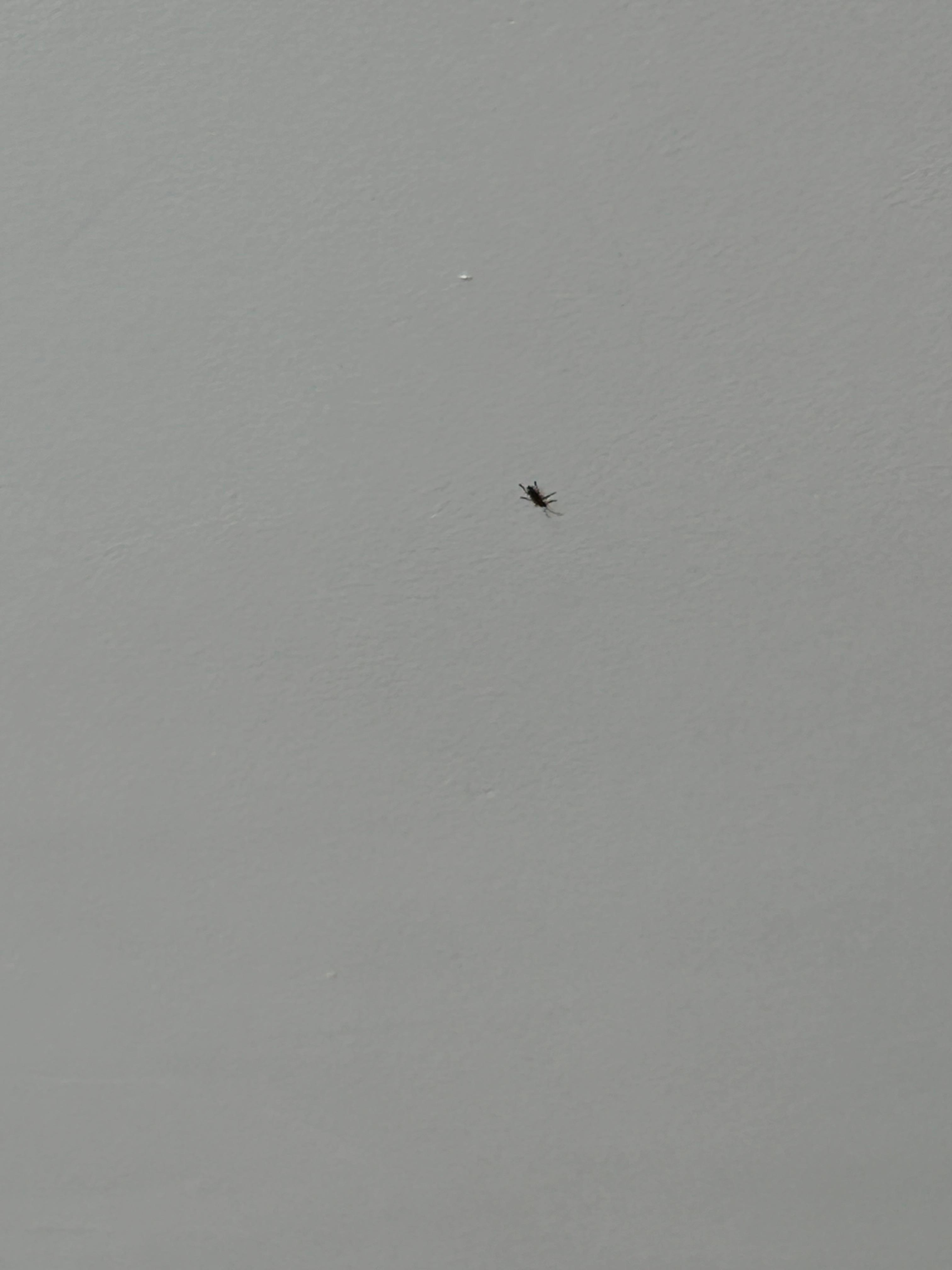 Cock roach on ceiling