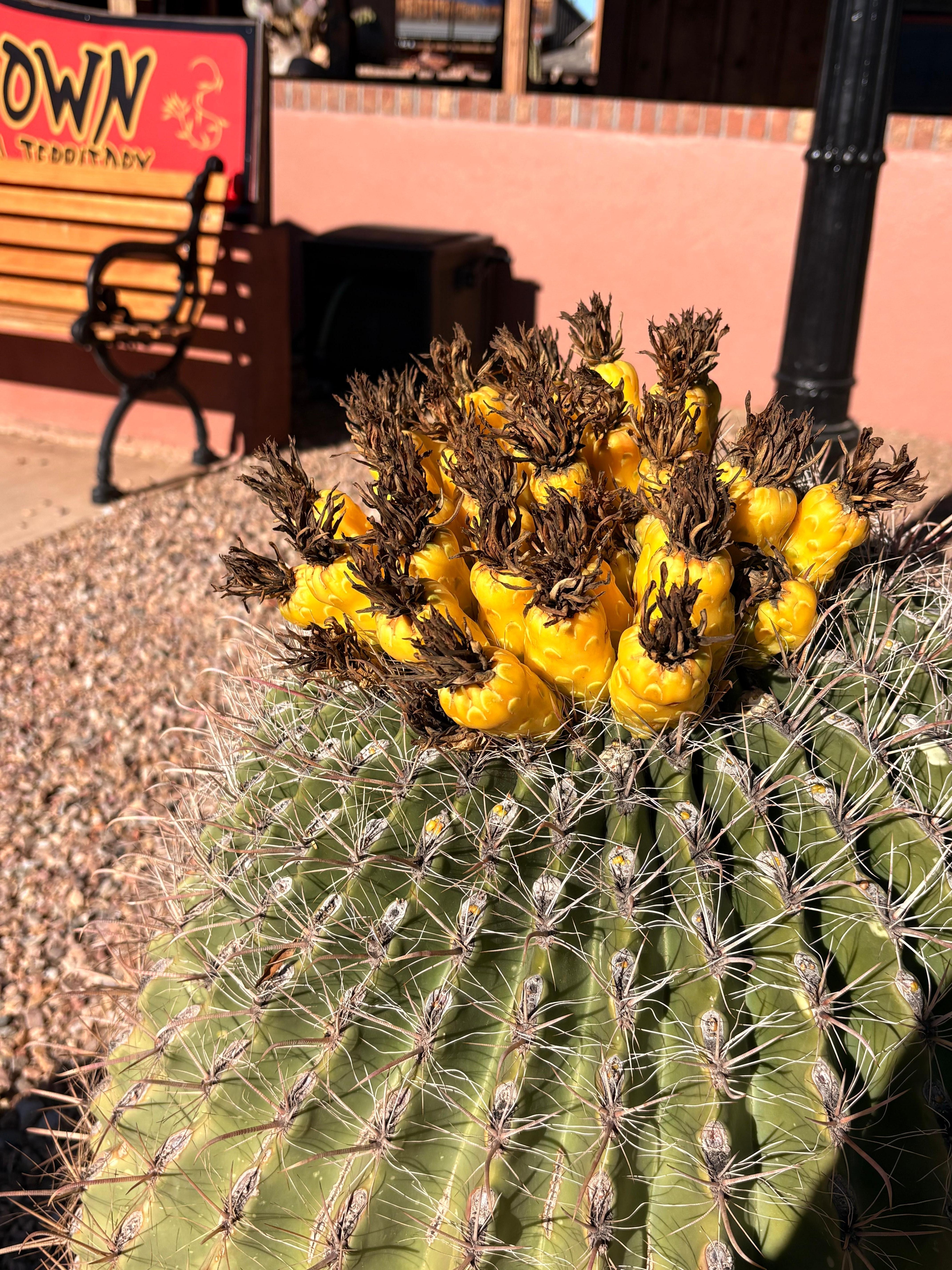 Barrel cactus.