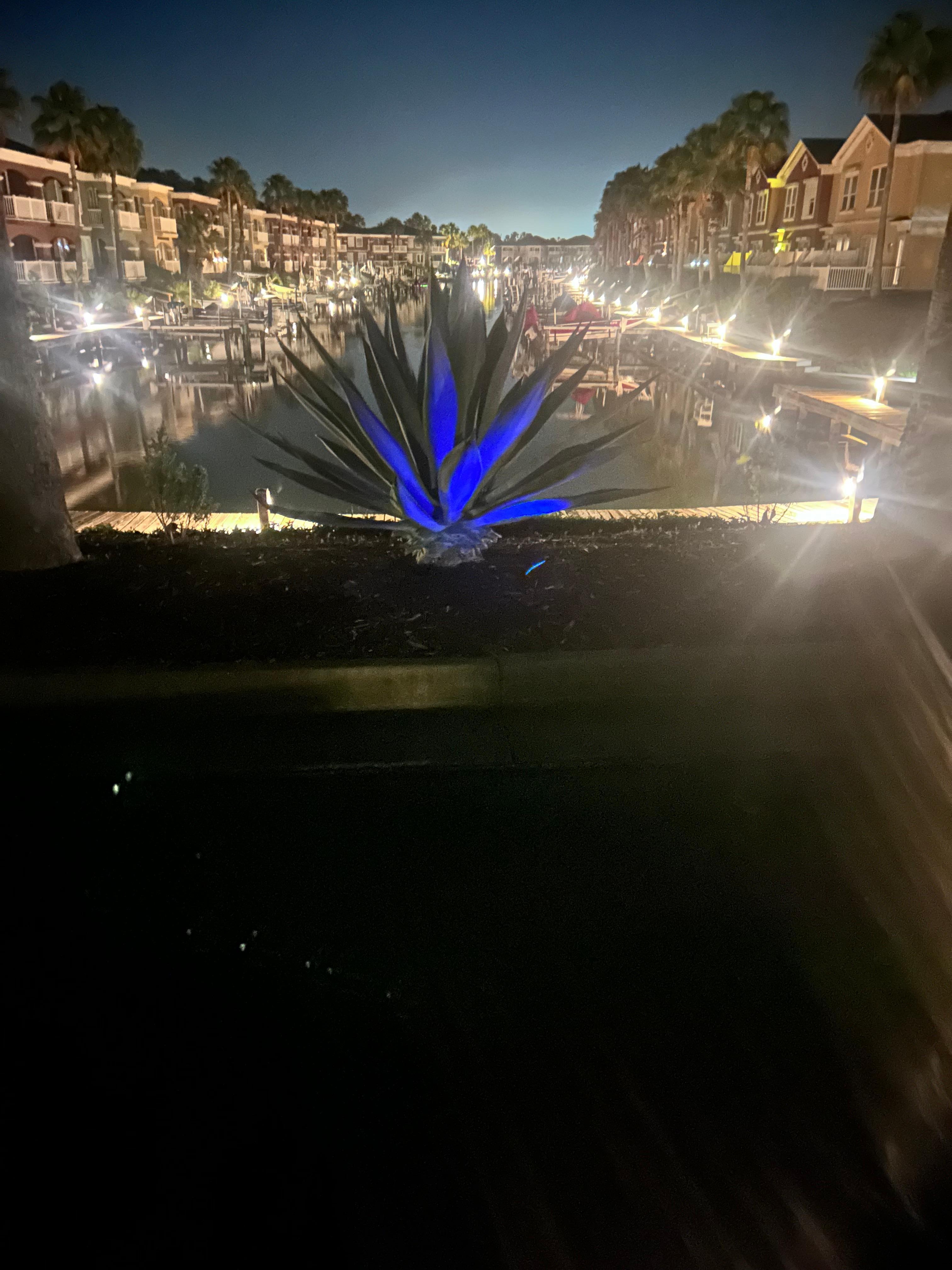 Early morning walk with the pups.