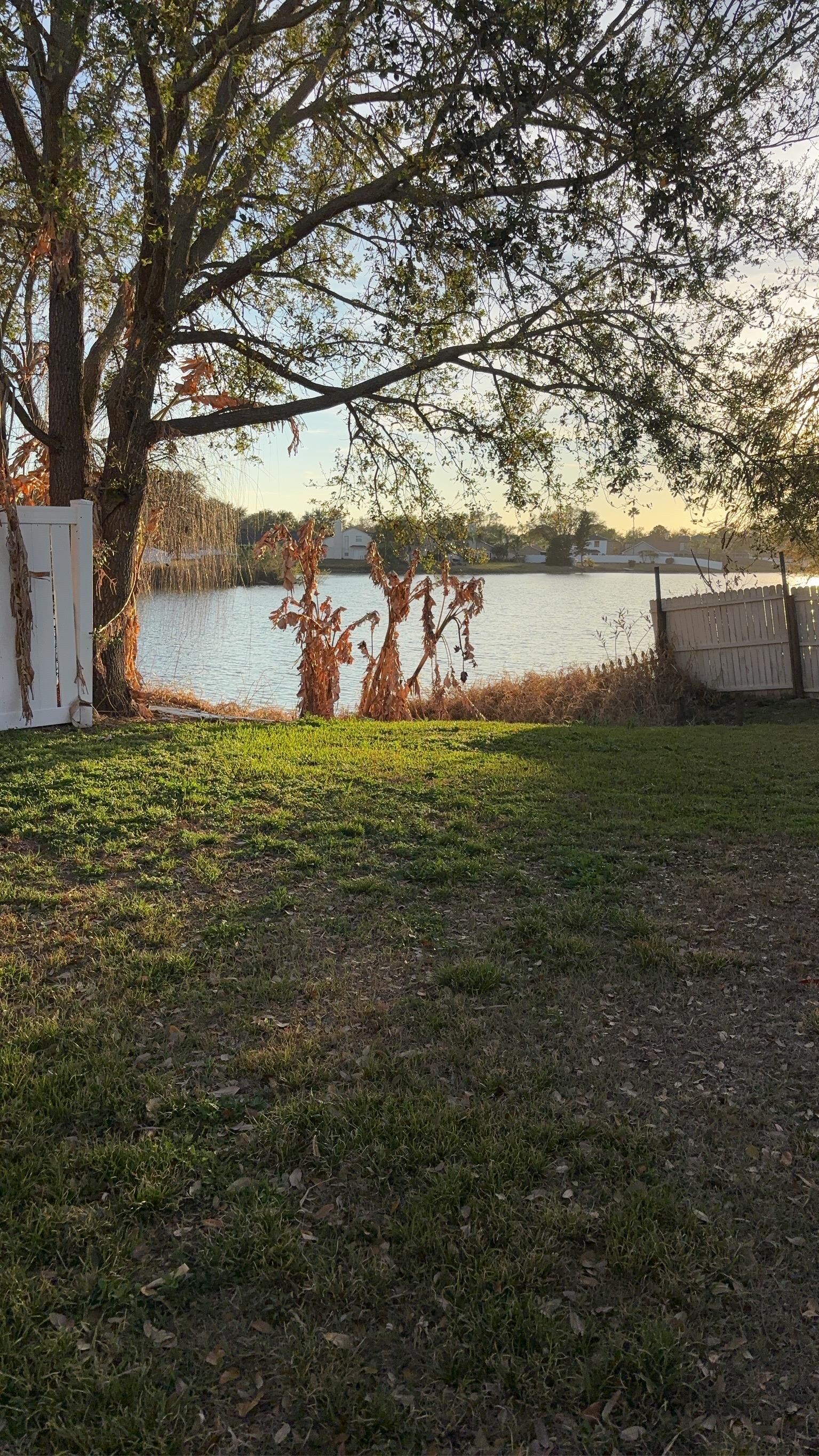View from backyard, Heather Lakes, Brandon, FL.