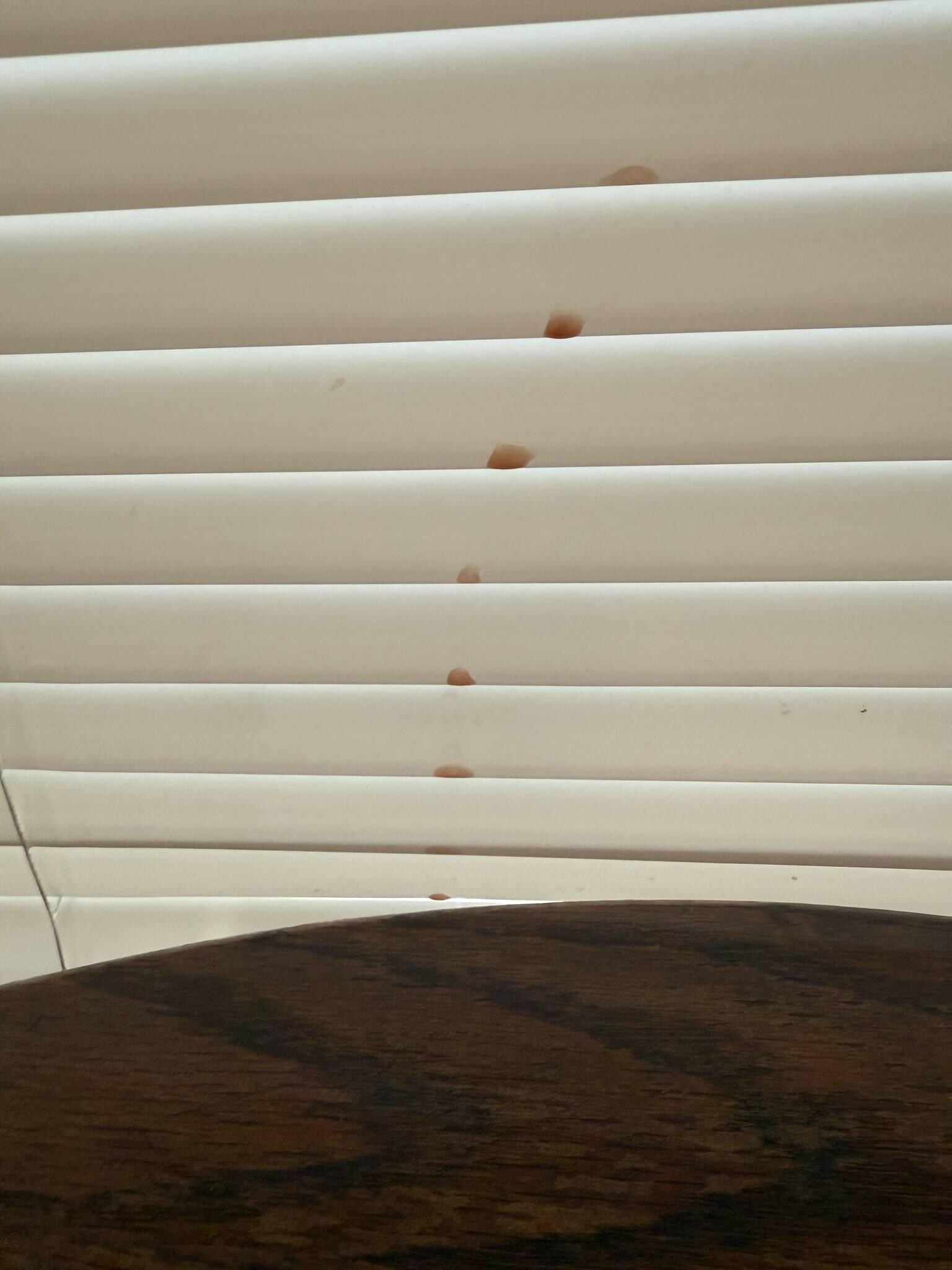 Coffee stains on blind