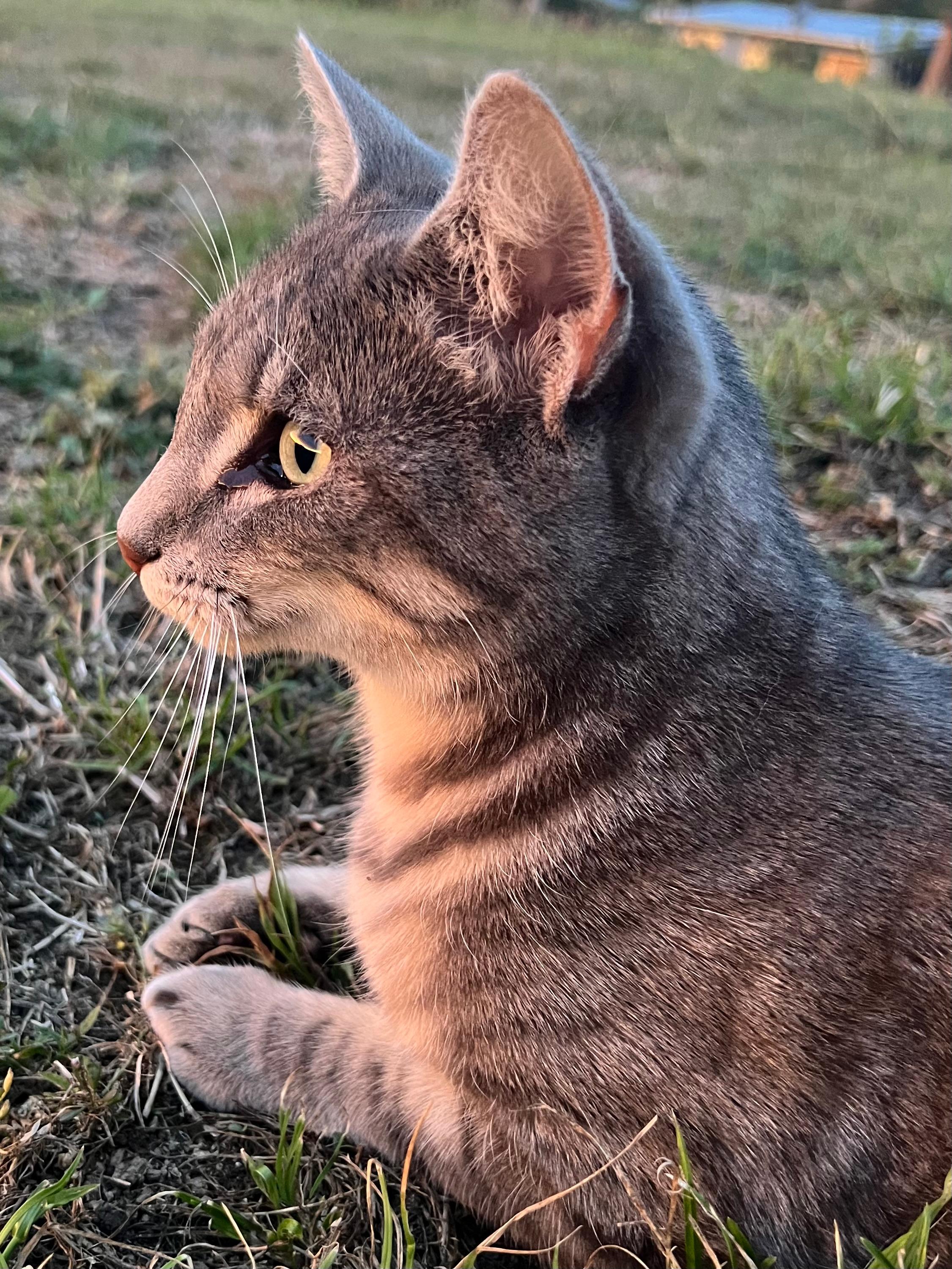 Owner cat came to enjoy the sunset with us