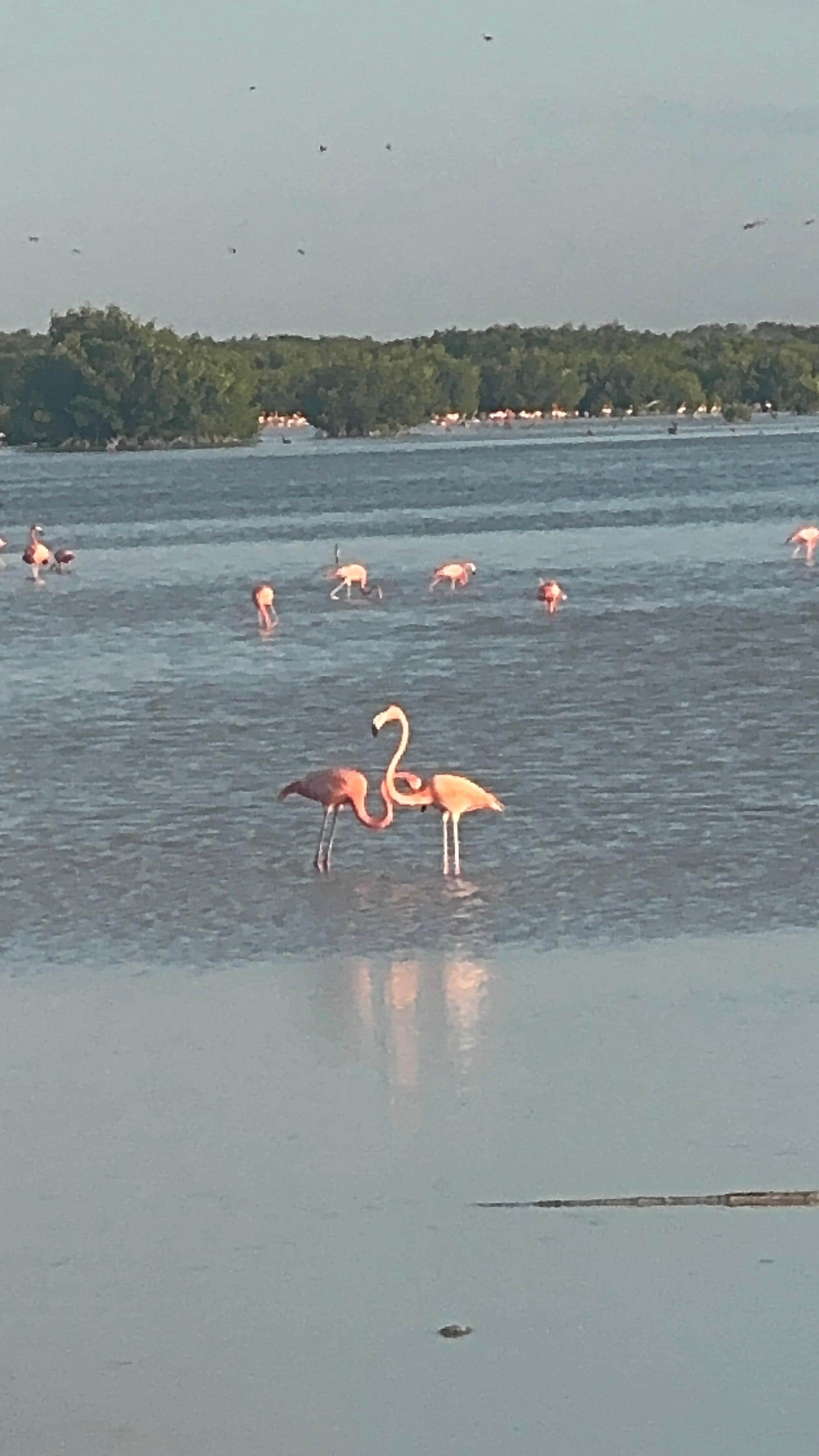 Flamingos in Sisal! 
