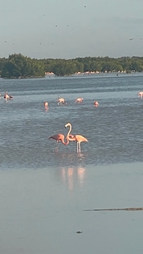 Flamingos in Sisal!
