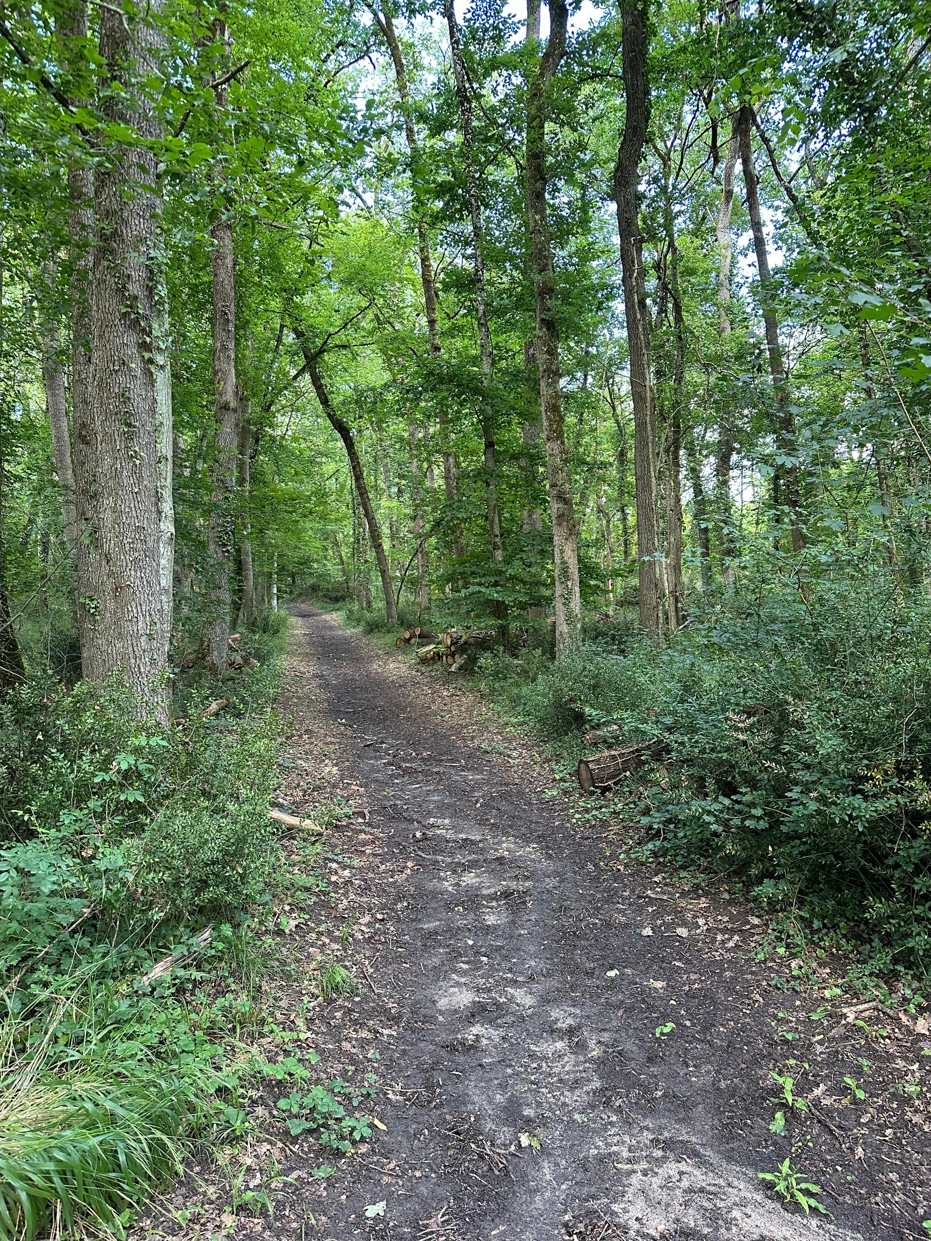 Woodland walk