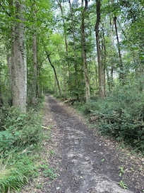 Woodland walk