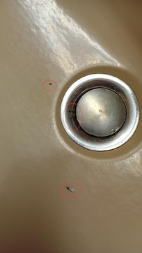insectes dans le lavabo