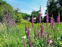 Quaint Apartment in Kaifenheim - meadows surrounding the mill