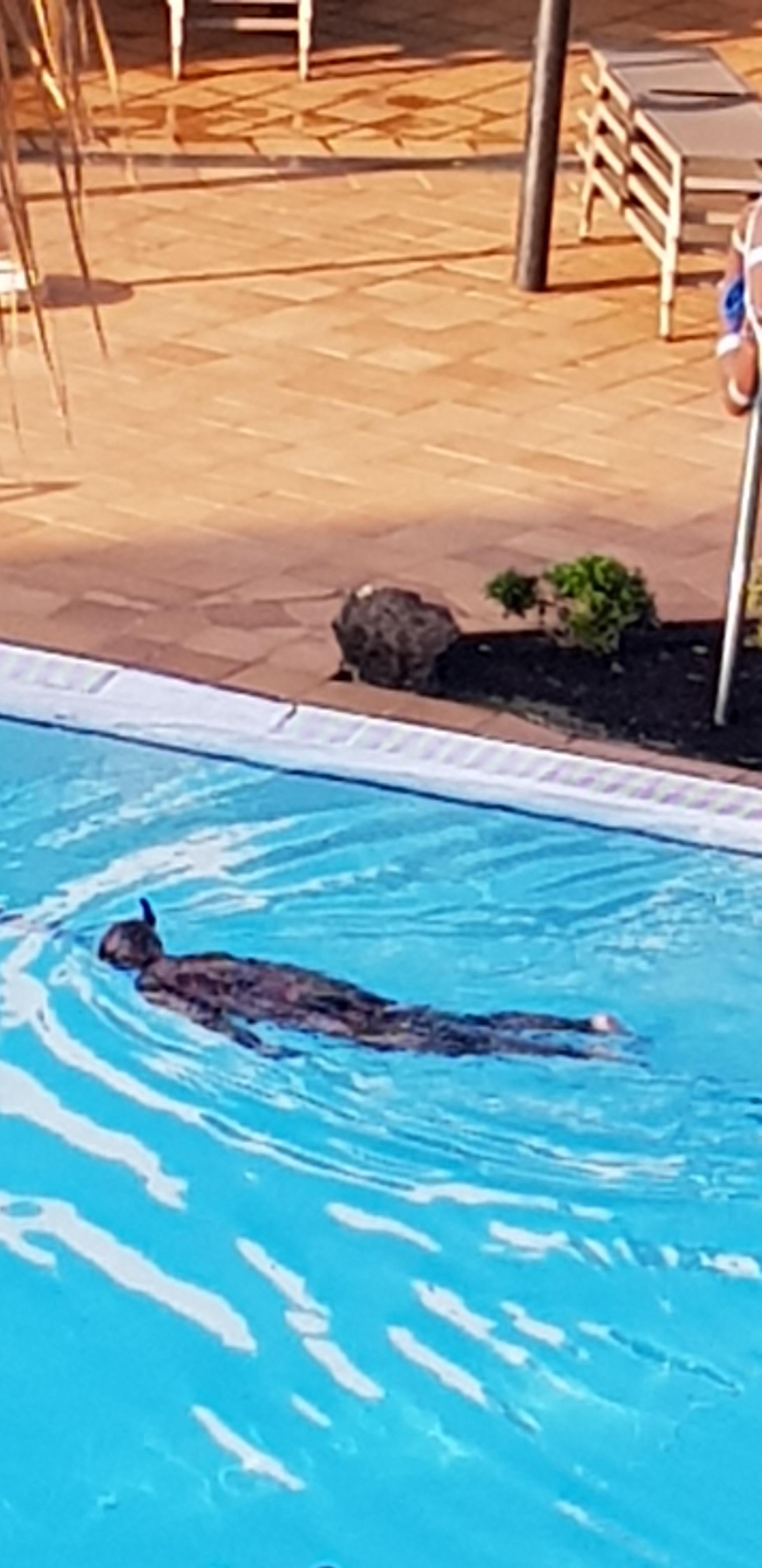 Frogman clean pool 😀