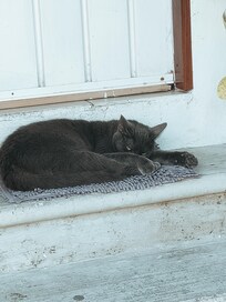 Le chat du propriétaire