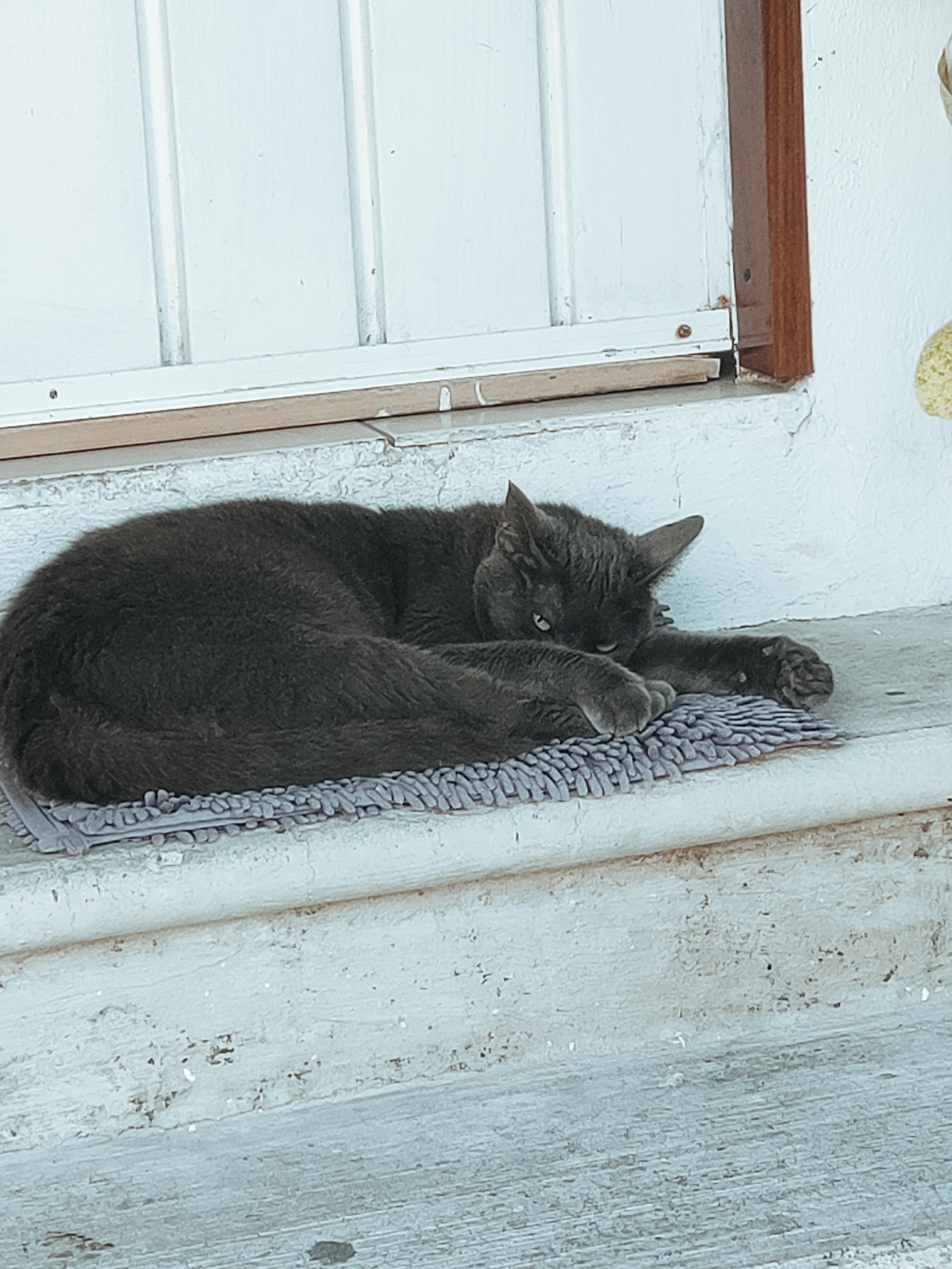 Le chat du propriétaire