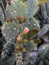 Prickly pear cactus