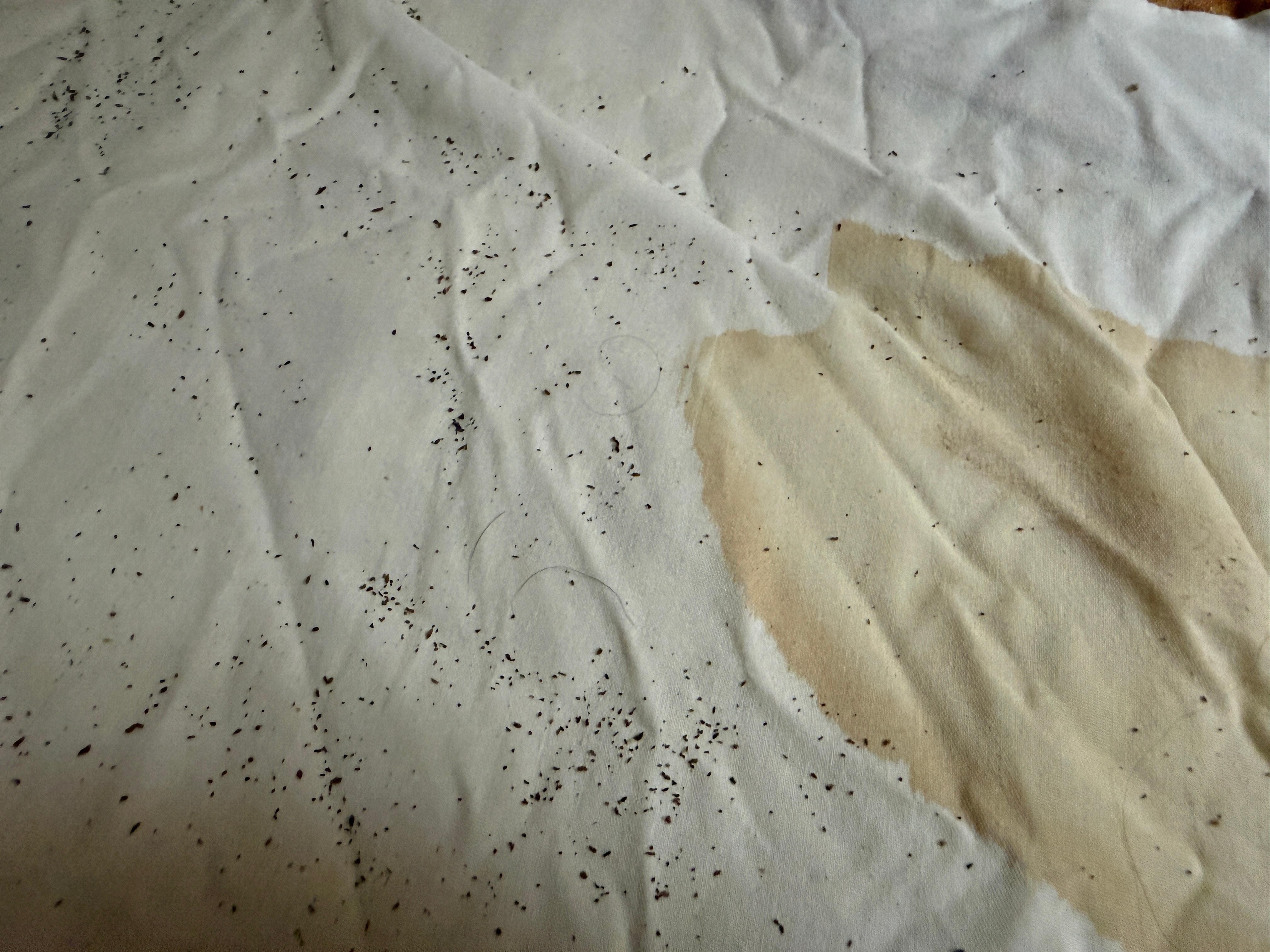 The view under the mattress.