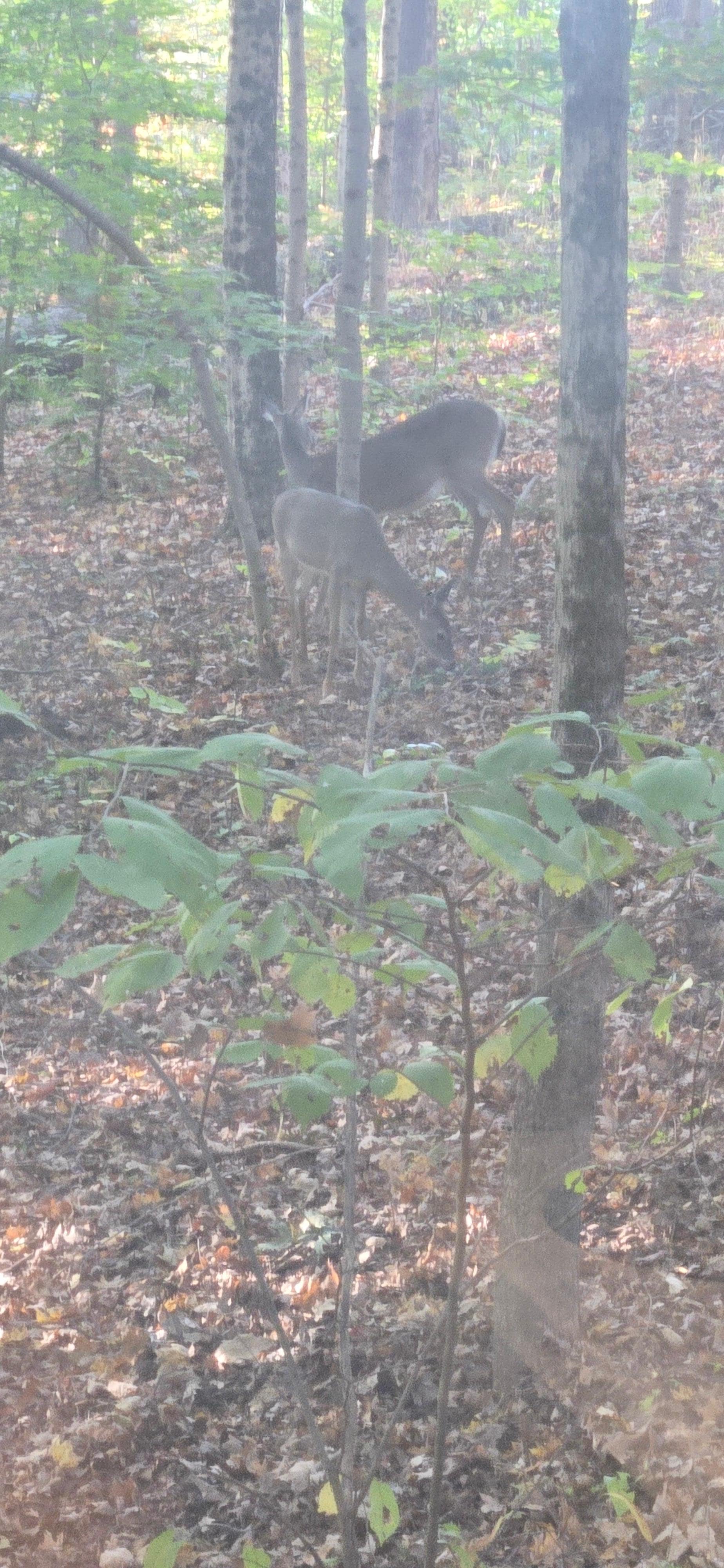 Saw several deer through the kitchen window.