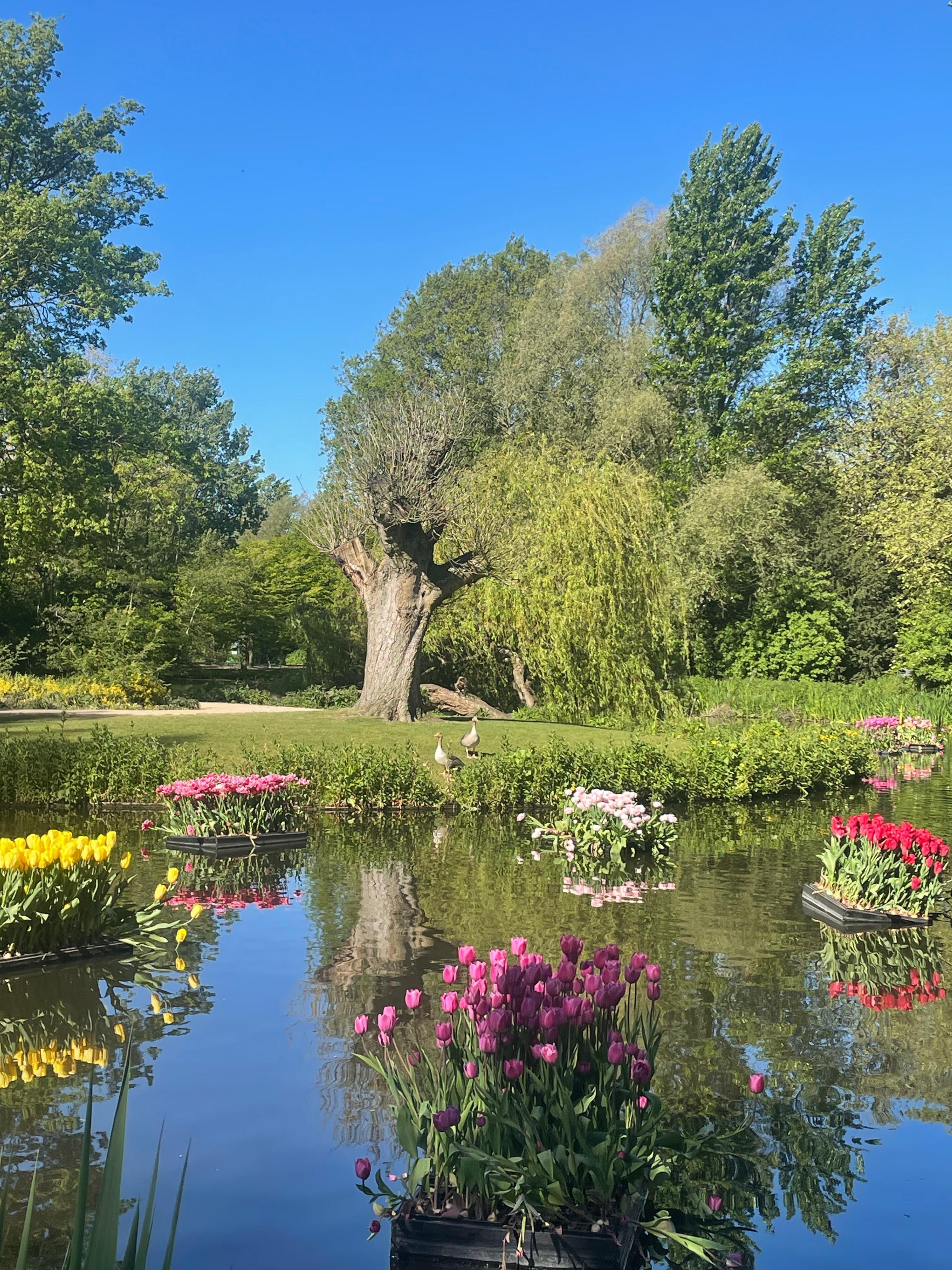 Morning walk to Vondelpark