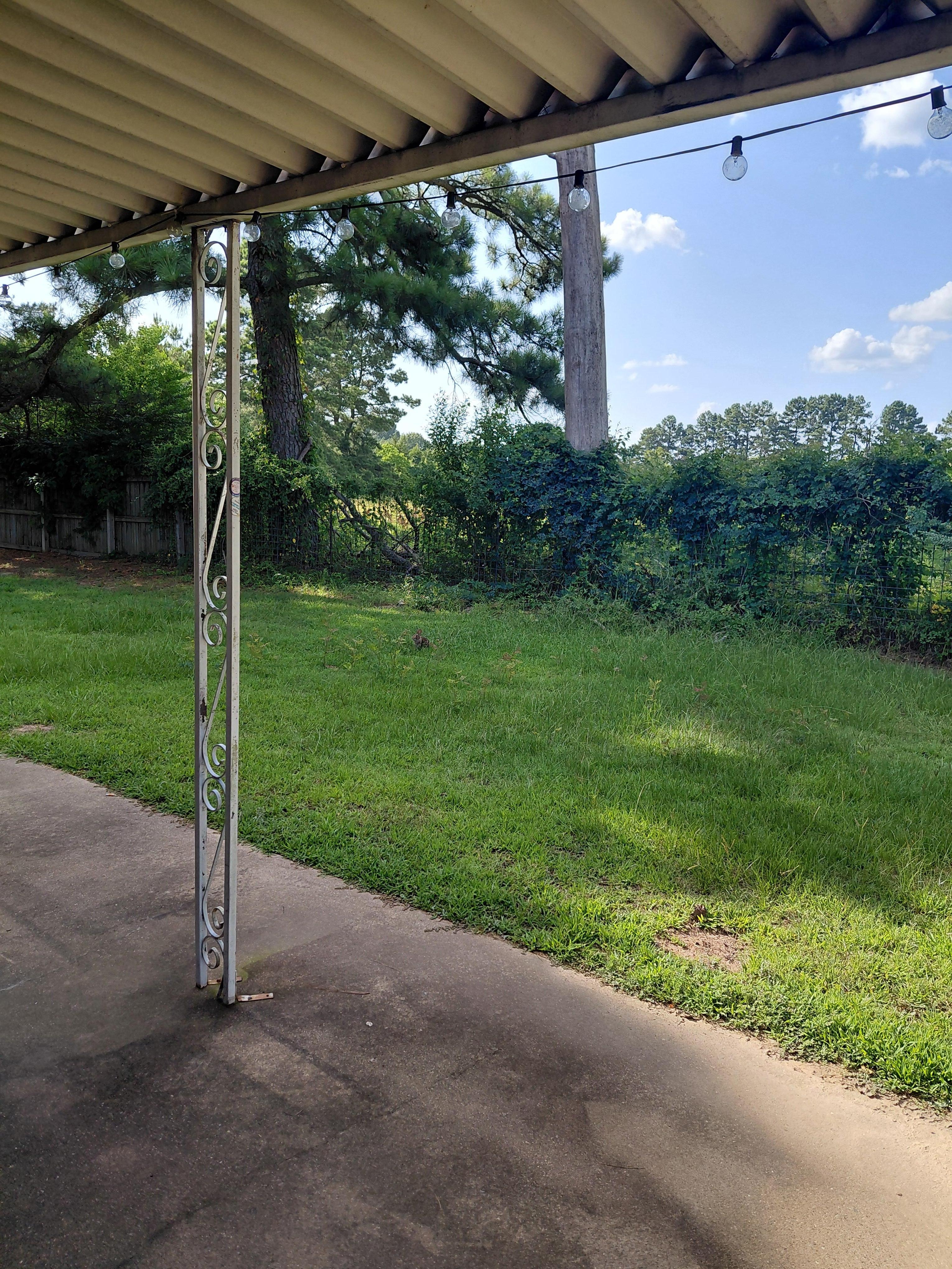 Rabbit in the backyard love it🤗
