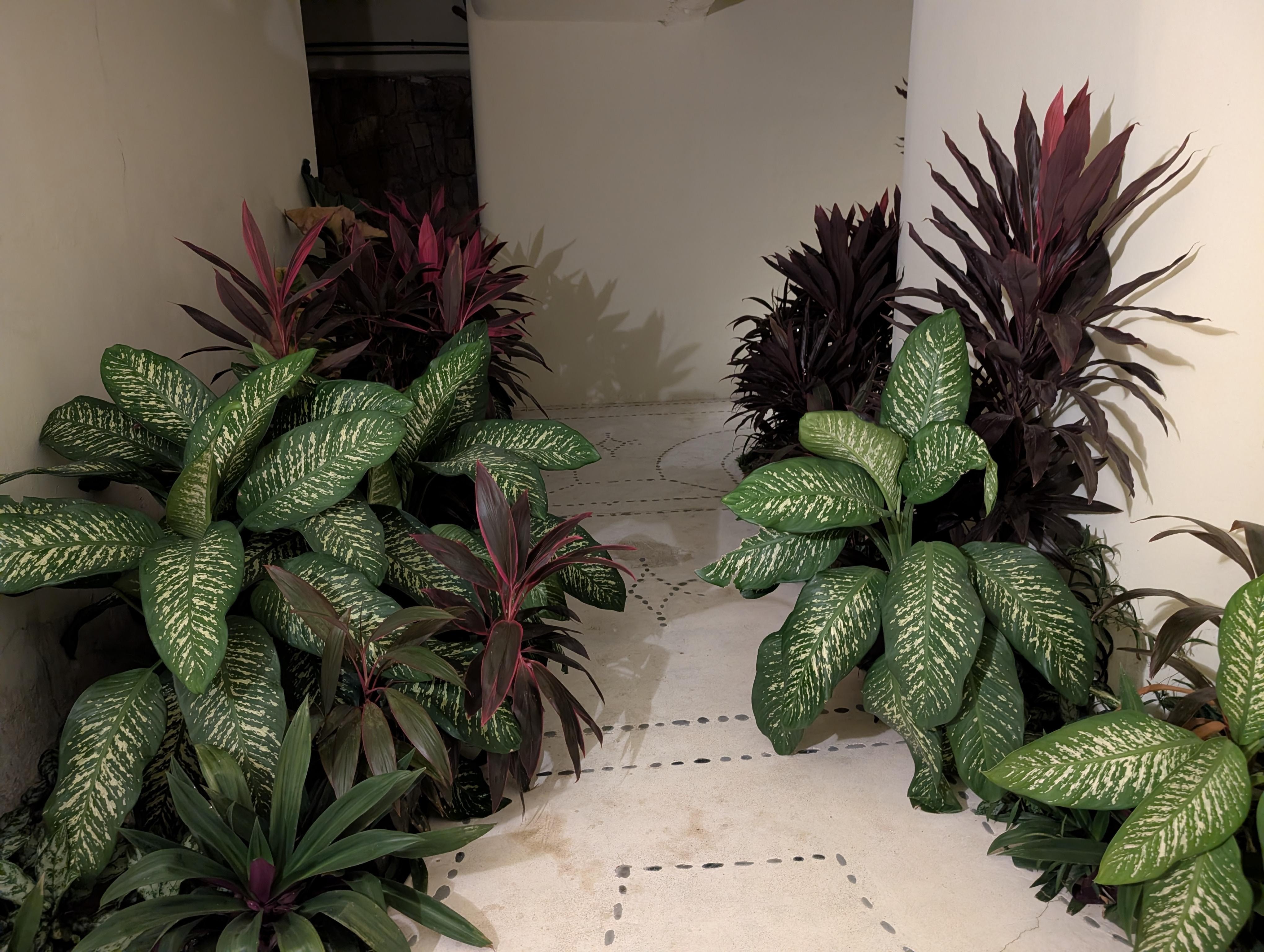 Tropical plants all along the walkways