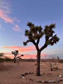 back outside with Joshua Tree