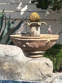 Lots of birds visit the fountain by the pool.