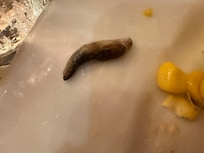 Worm in my salad