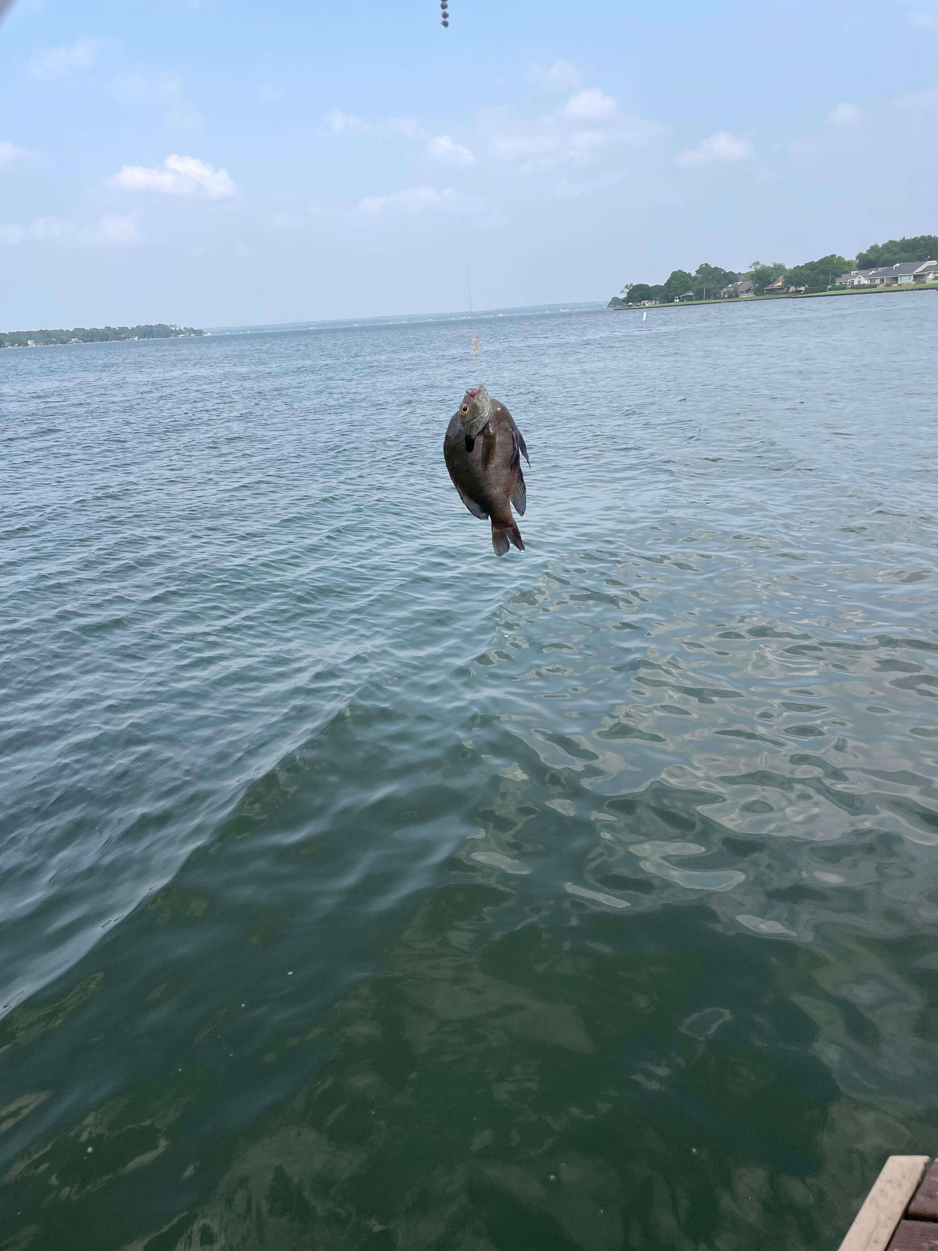 Pulling up catfish and these fun catches kept us busy all day long! 