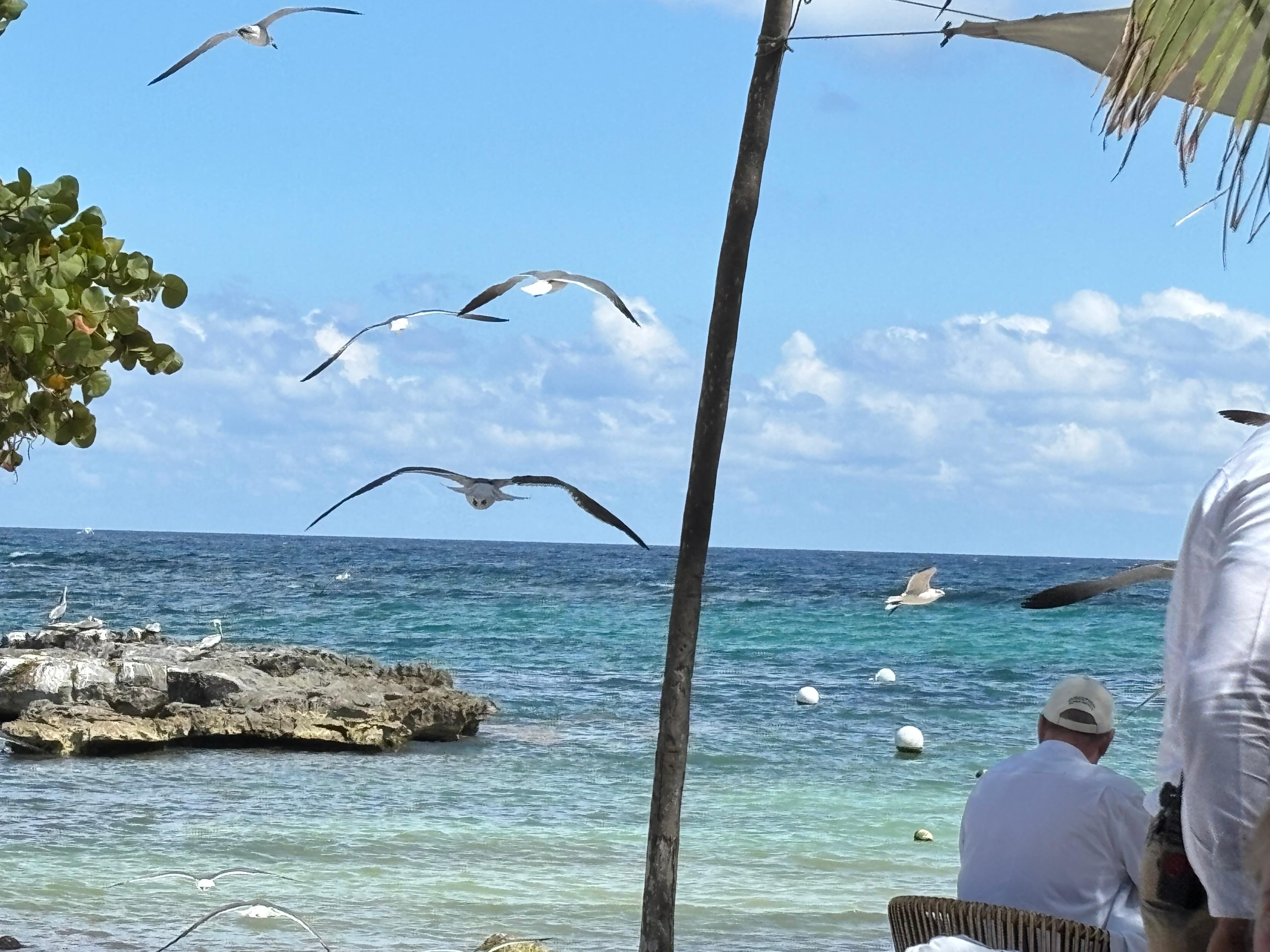 View from beach restaurant 
Only went in ocean 1 day of 12 
Usual holiday is every day 